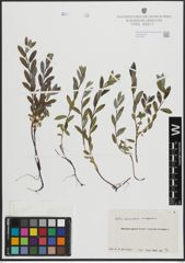 Foto von Salix arenaria L.